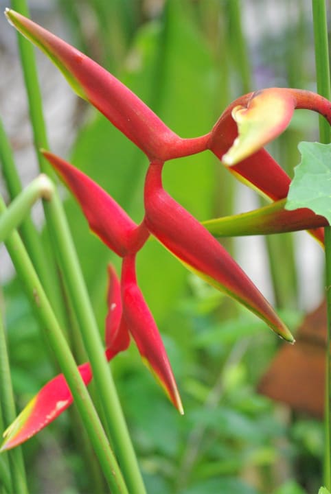 Gartenanlage Woodlands Hotel & Resort