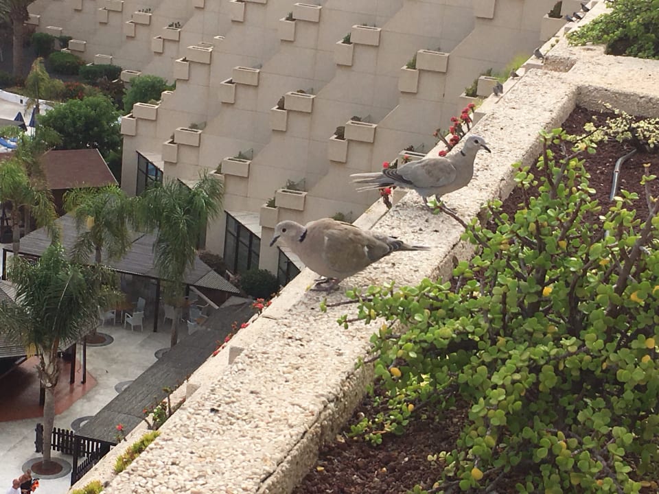 Ausblick Hotel Grand Teguise Playa