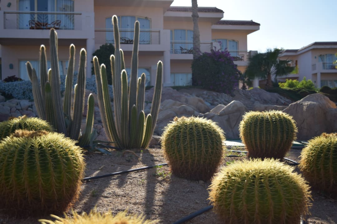 Gartenanlage Parrotel Beach Resort