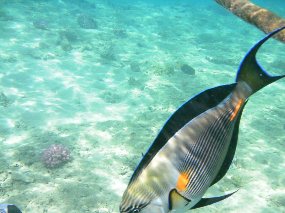 Glasklares  wasser einfach toll zum schnorcheln Albatros Sharm Resort