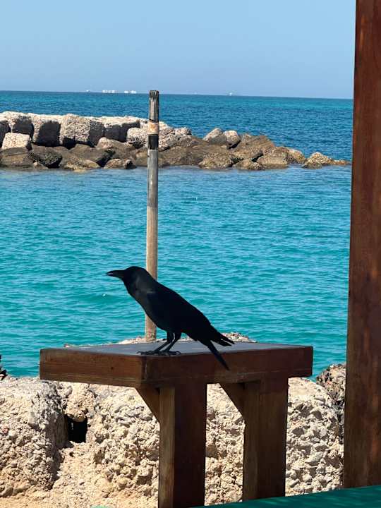 Strand Hilton Hurghada Plaza