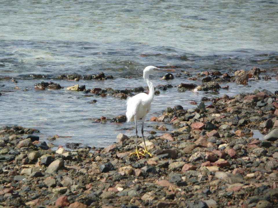 Reiher Shams Alam Beach Resort