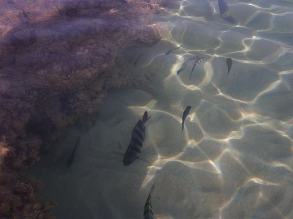 Fische am Strand Bahia Principe Grand El Portillo