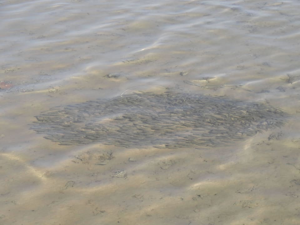 Косяк на мелкоте Stella Garden Resort & Spa, Makadi Bay