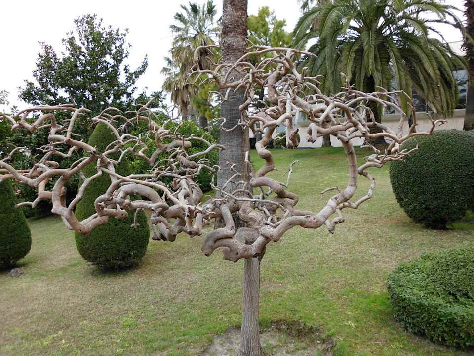 Einfach wunderbar Side Star Elegance