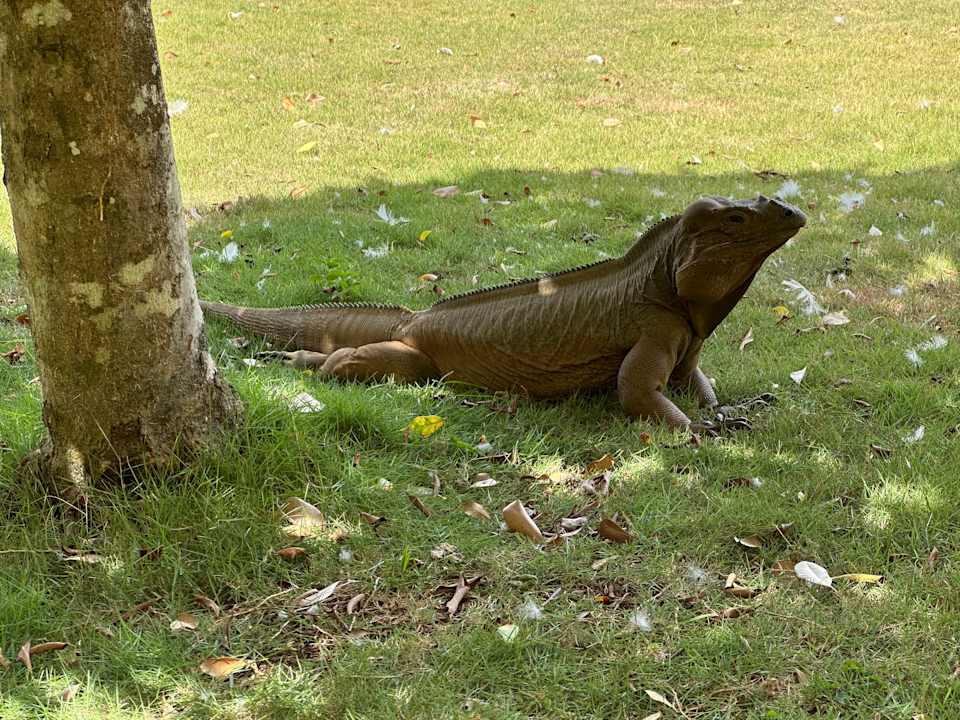 Gartenanlage Hotel Viva Dominicus Palace by Wyndham-All Inclusive Resort