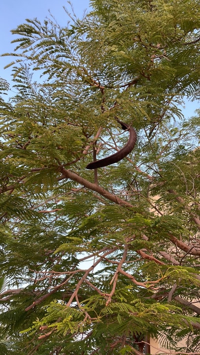 Gartenanlage Steigenberger Coraya Beach - Adults only