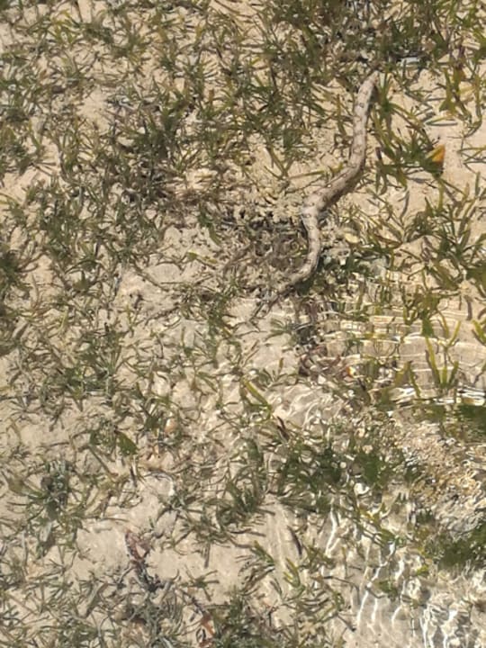 Sport & Freizeit Pickalbatros Royal Moderna Resort-Sharm El Sheikh