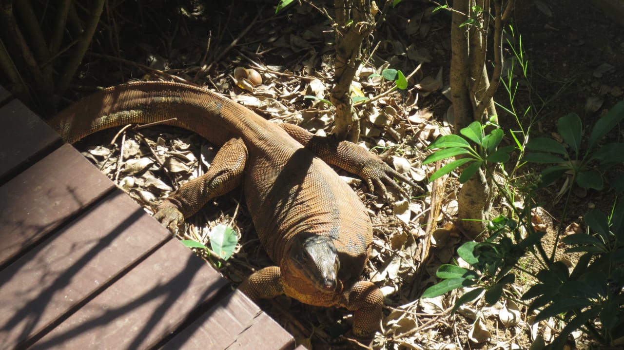 Großer Waran morgens vorm Balkon Khaolak Laguna Resort