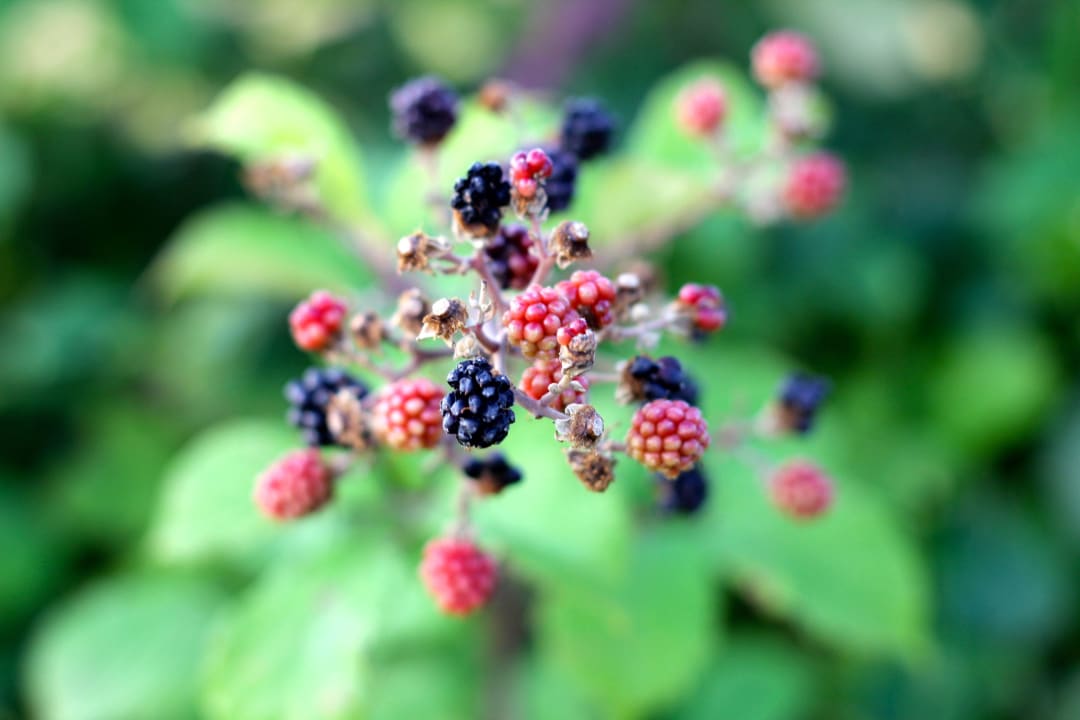 Natur rundum ... Corte Campioli