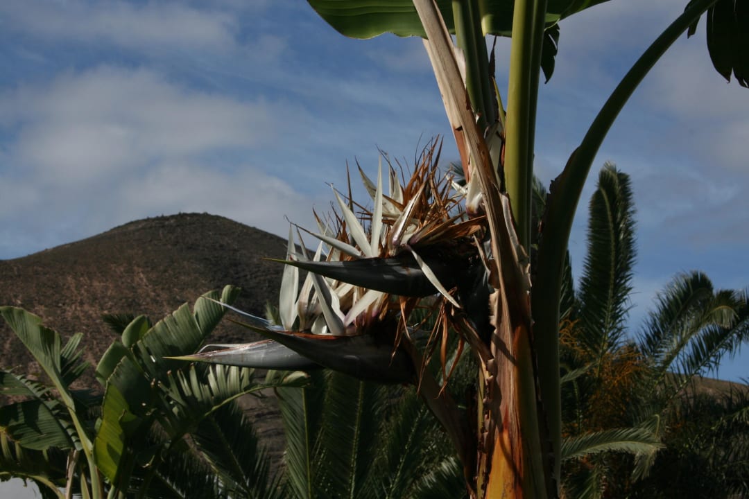 Karger Landschaftsausblick allsun App.-Hotel Esquinzo Beach