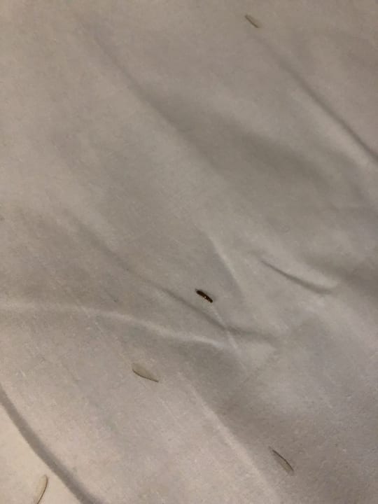 Zimmer Starfish Cuatro Palmas