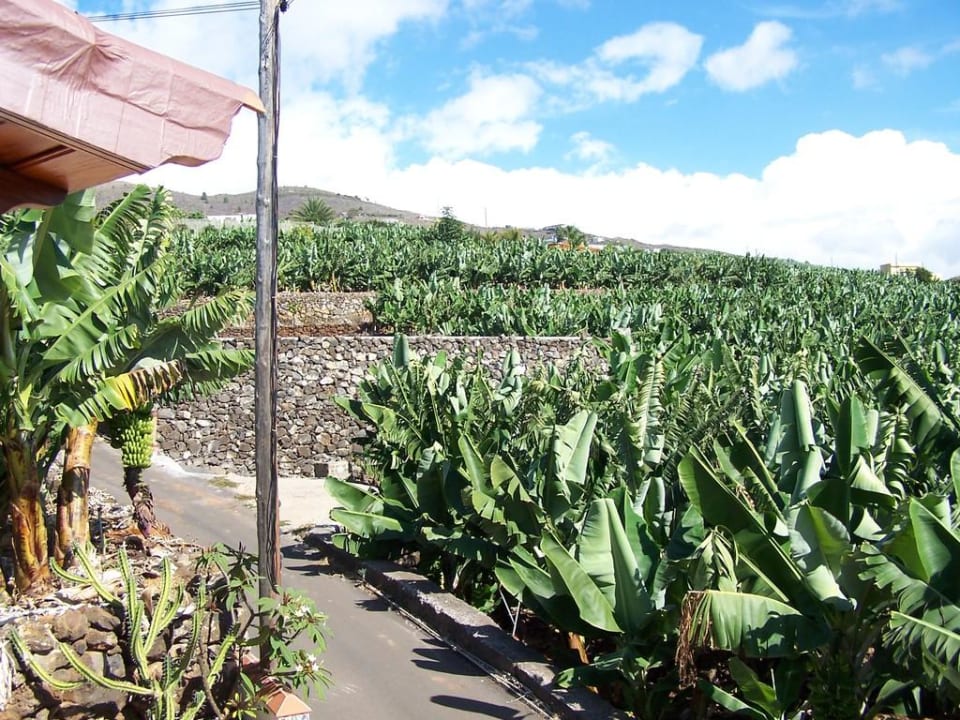Ausgerechnet Bananen Casa Janero