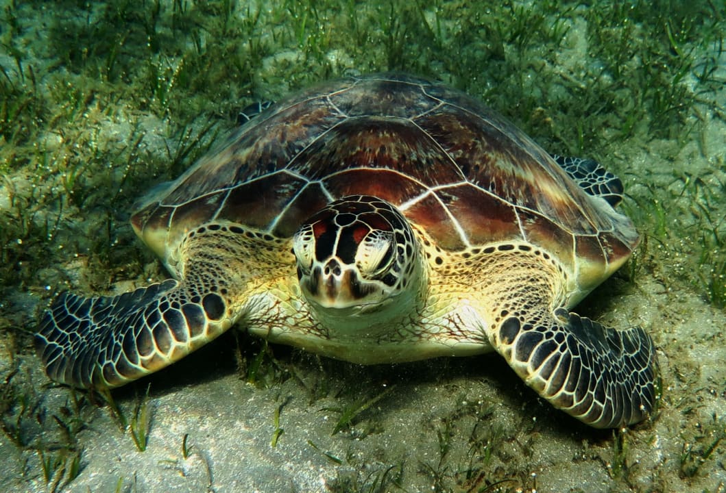 Sport & Frezeit Shams Alam Beach Resort