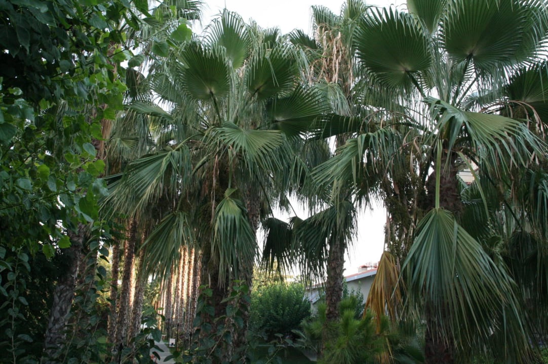 Garten Hotel Gardenia Beach