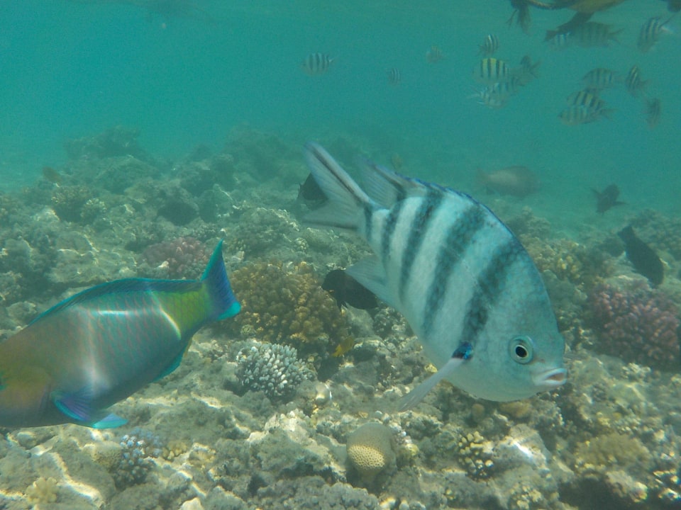 Hausriff Grand Waterworld Makadi