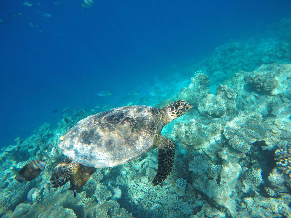 Haus-Schildkröte Komandoo Island Resort & Spa - Adults only