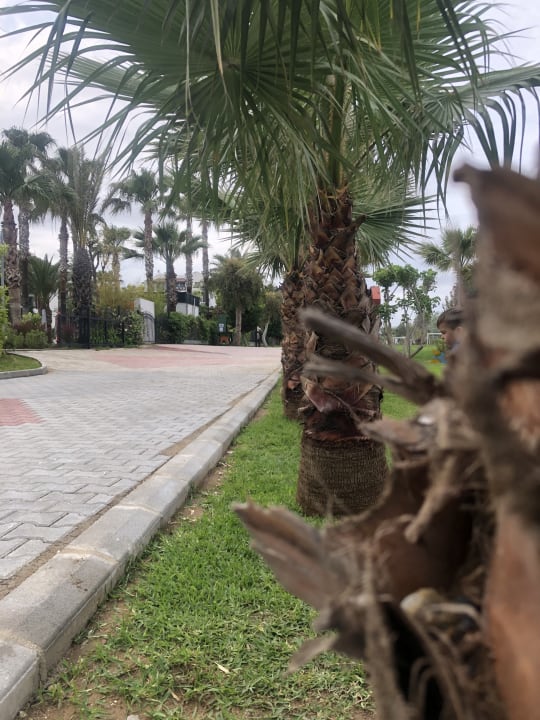 Gartenanlage Belek Beach Resort Hotel