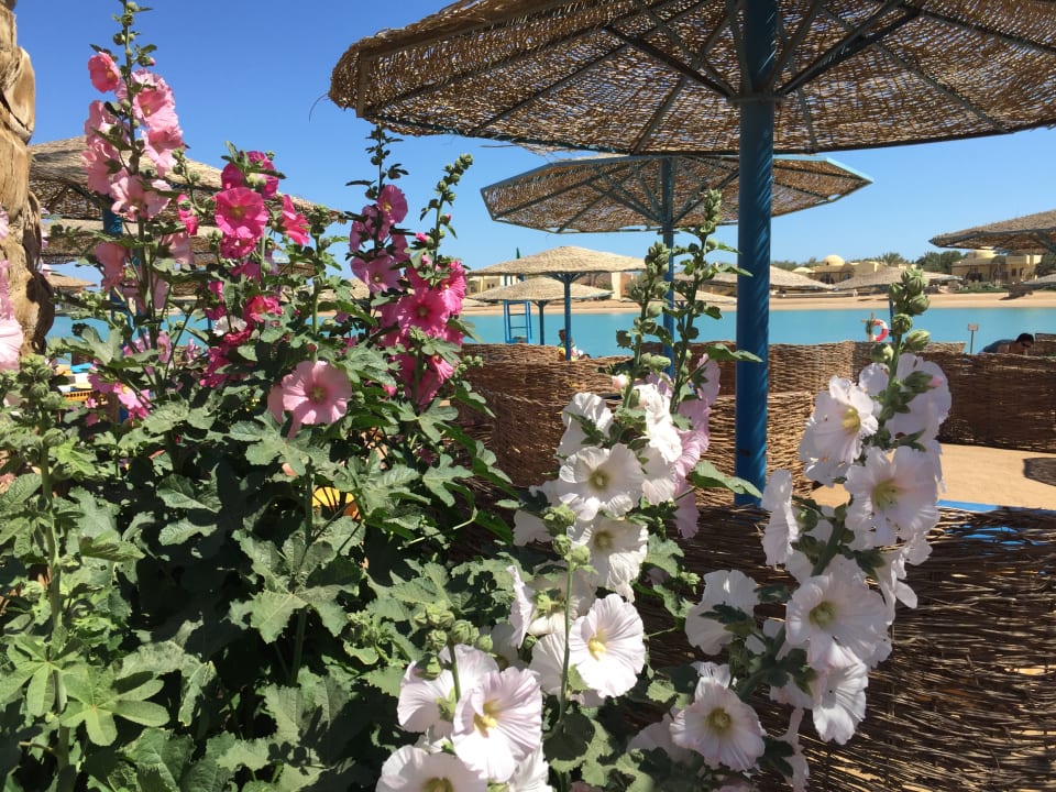 Pool Three Corners Rihana Resort Deluxe