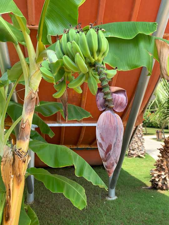 Gartenanlage Saturn Palace Resort Hotel