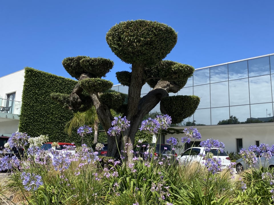 Gartenanlage Hipotels Gran Conil Hotel