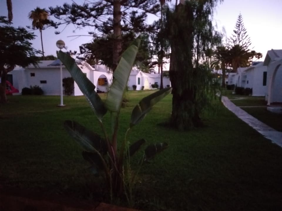 Gartenanlage Canary Garden Club