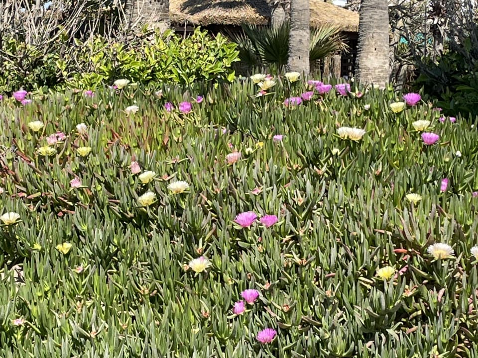 Gartenanlage Saturn Palace Resort Hotel