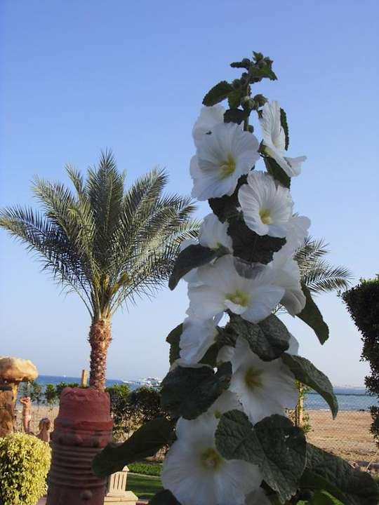 Blütenpracht im Februar Pickalbatros Palace Resort
