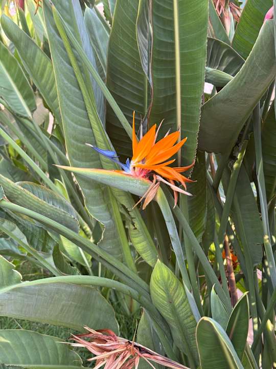 Gartenanlage Aydinbey Kings Palace & Spa