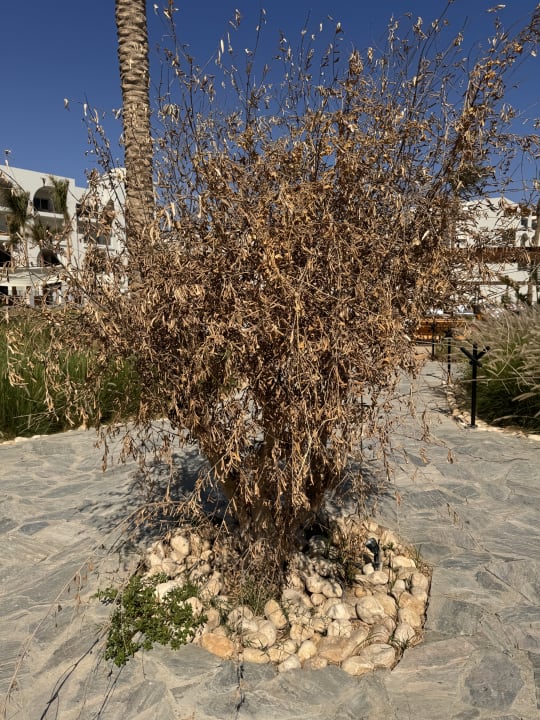 Gartenanlage Serry Beach Resort