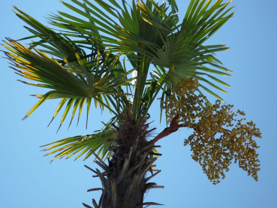 Palmen TUI BLUE Palm Garden
