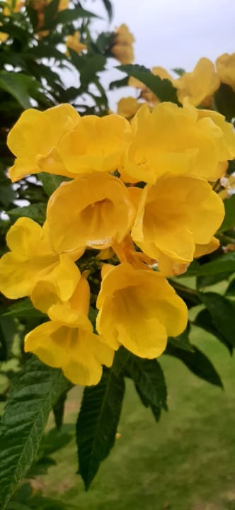 Gartenanlage Steigenberger Resort Ras Soma