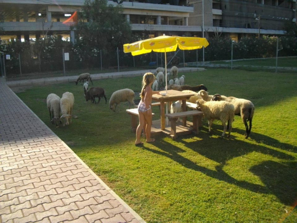 Kinderstreichelzoo Belek Beach Resort Hotel