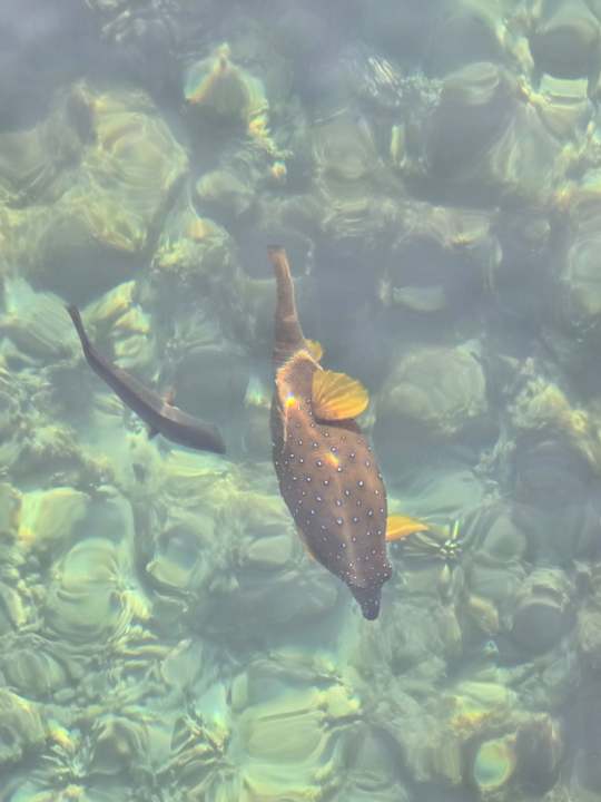 Strand Pickalbatros Dana Beach Resort - Hurghada