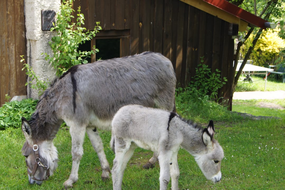 Sonstiges Haflingerhof Doll - Urlaub auf dem Bauernhof