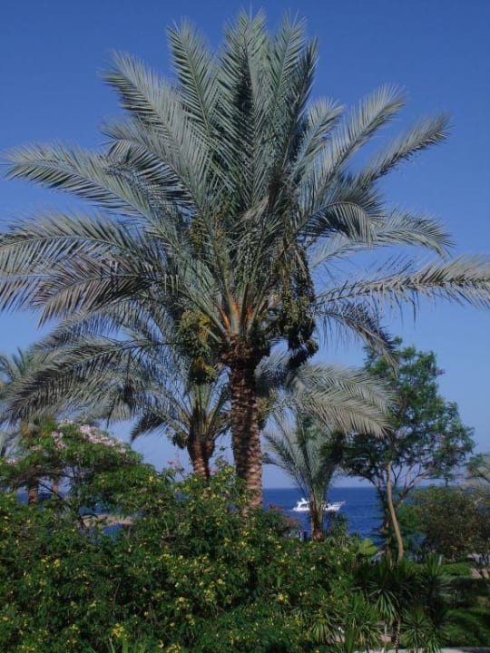 Gartenanlage Pickalbatros Royal Grand Resort - Sharm El Sheikh