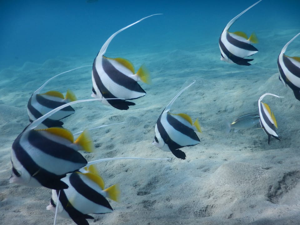 Sport & Freizeit Malikia Resort Abu Dabbab