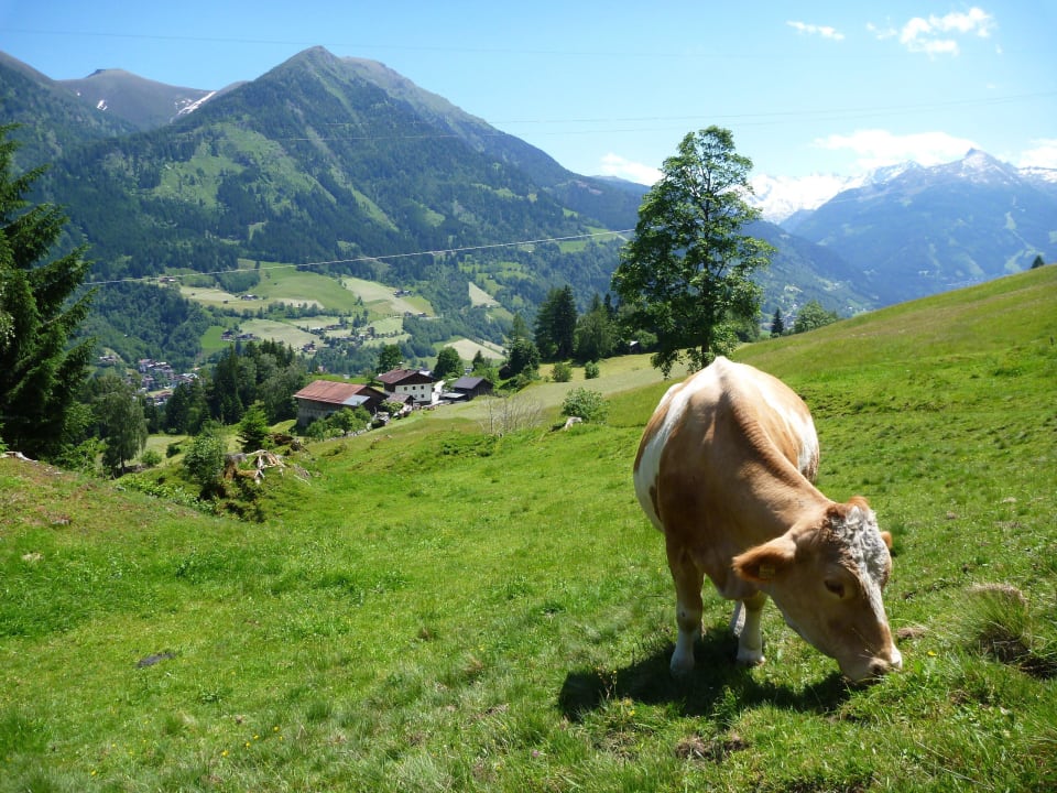 Ausblick auf die Gasteiner Bergwelt  Biohof Maurachgut - Urlaub am Bauernhof in Bad Hofgastein