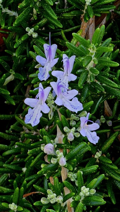 Gartenanlage AP Adriana Beach Resort