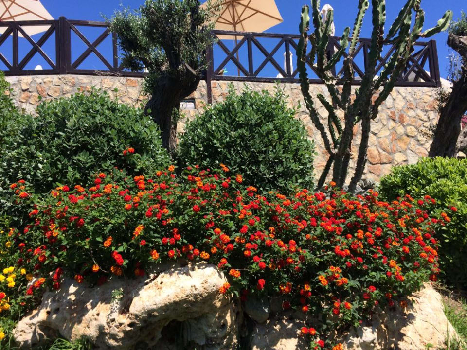 Gartenanlage Hotel Kalithea Mare Palace