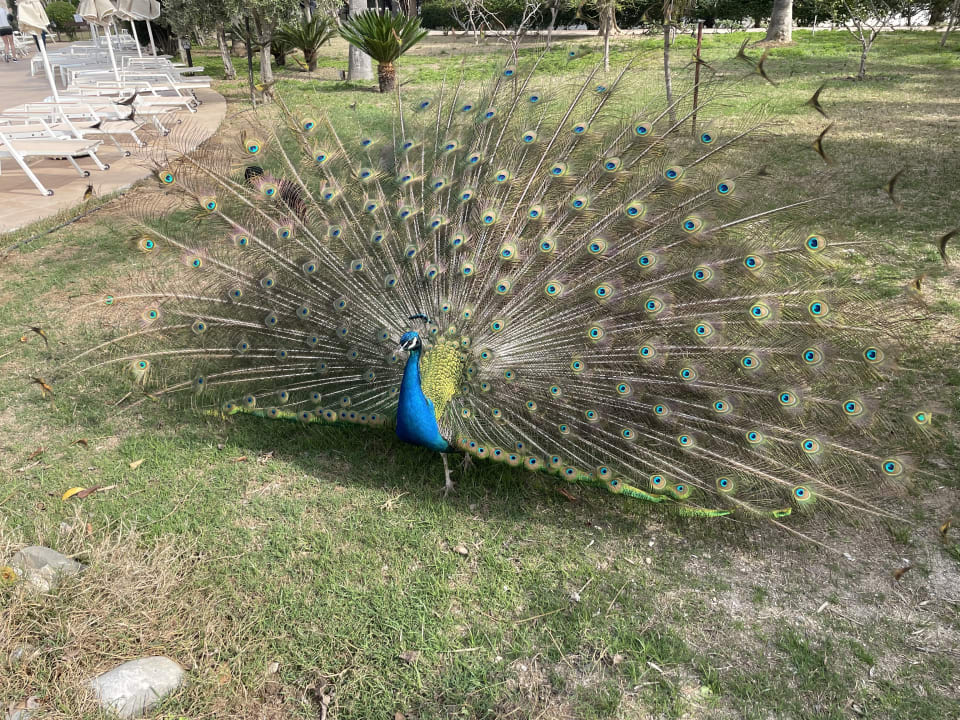 Sonstiges Seaden Sea World Resort & Spa