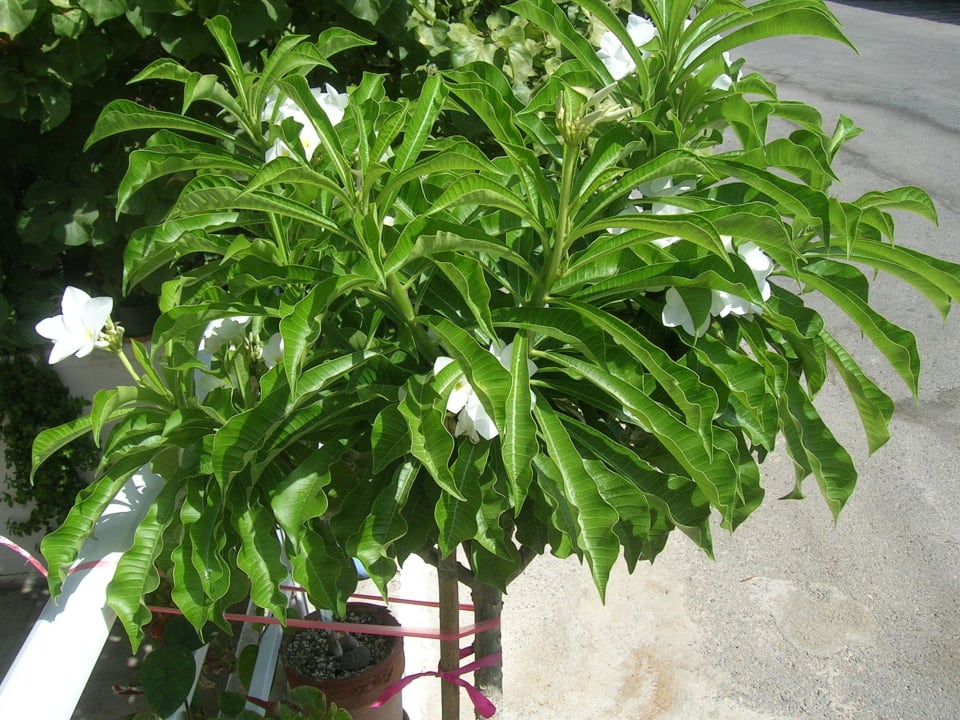 Plumeria Pudica Hotel Kathrin Beach