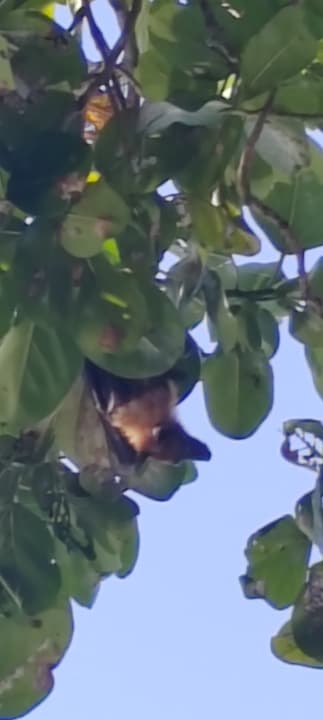 Pool Kuredu Island Resort & Spa