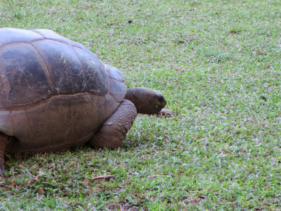 Kröte Hilton Seychelles Labriz Resort & Spa