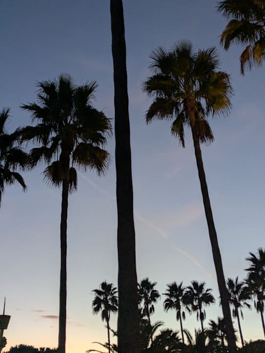 Gartenanlage Hipotels Mediterraneo Club