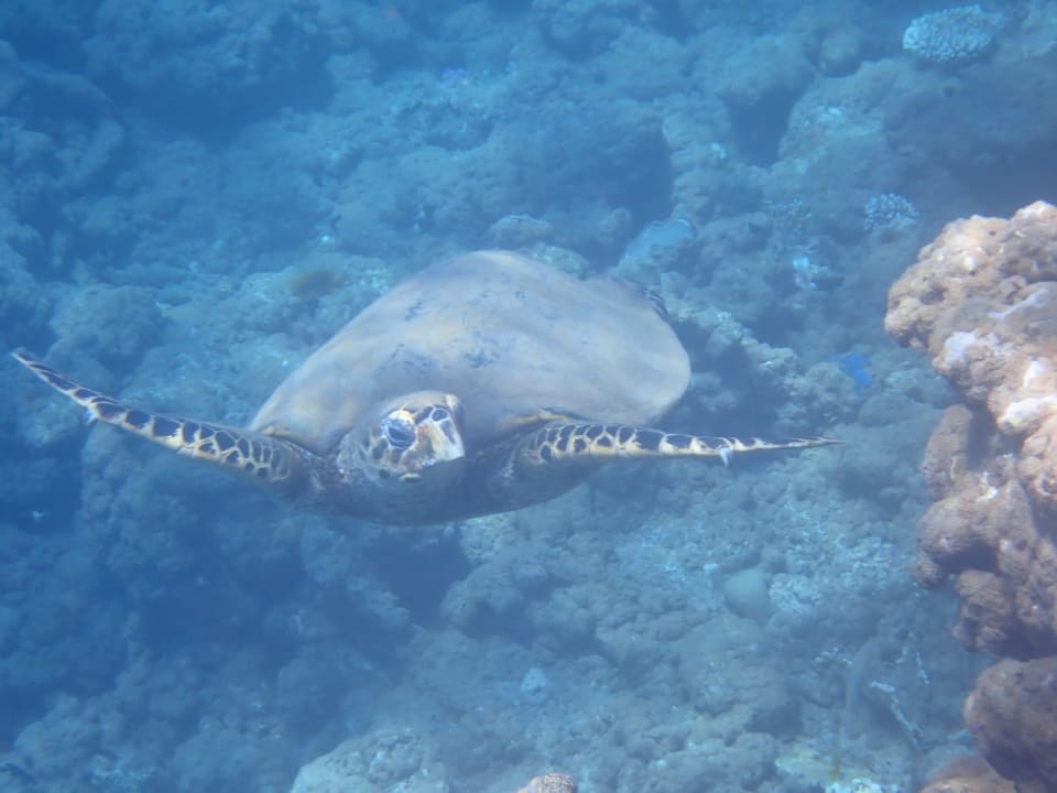 Sport & Freizeit Three Corners Equinox Beach Resort