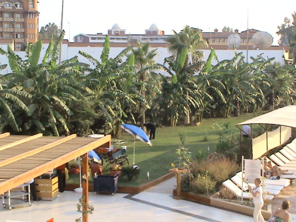 Palmen und Bananenbaum Hotel Sidekum