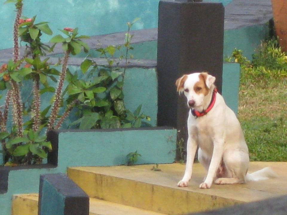 Haustier Hotel Panorama