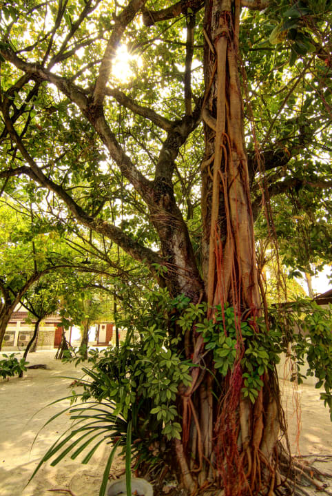 Baum ananea Diamonds Athuruga