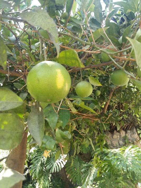 Gartenanlage Hotel Best Siroco